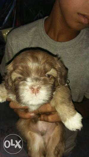 Lhasa apso punch face male puppy available for