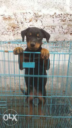 Mahogany Rottweiler Puppy In Cage