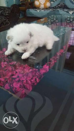 Male Pomeranian white one month old