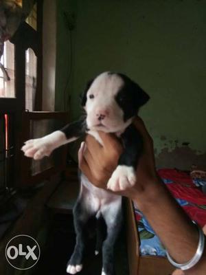 Male  female  American Pit Bull Terrier Puppy