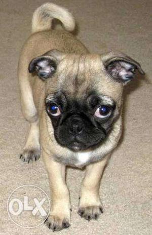 Male show quality pug mix breed very active and