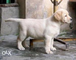 Most lovable Importline Labrador puppy vasai bandra powai