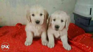 Mumbai:-- Boxer" Beagle" Pomerian" All Puppeis