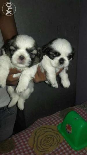 Noida delivered The Highest quality Shihtzu pups with paper