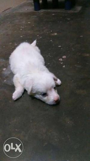 One month pamerian puppy (Female)