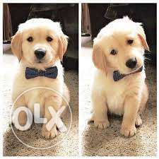 Outstanding Golden Retriever 45days old male pup! powai