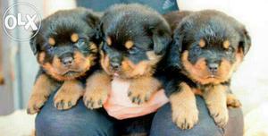 Outstanding Rott pups for sales in chennai