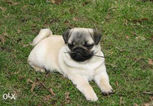 Outstanding quality Full wrinkle Pug pups! Hyperactive