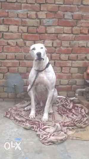 Pakistan buli 2 years old dog