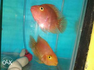 Parrotfish pair. only 450 RS. it's argenttly