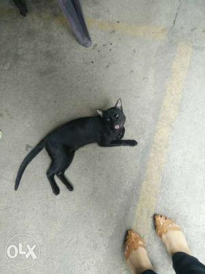 Persian black cat with soft coat of fur and