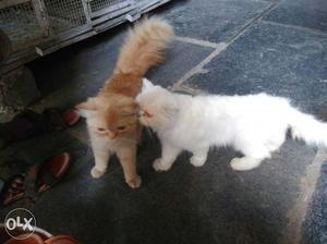Persian cats male and female brown is male white