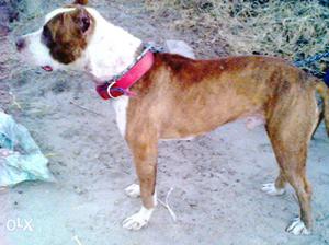 Pitbull male gud qualty age 11 month for sale
