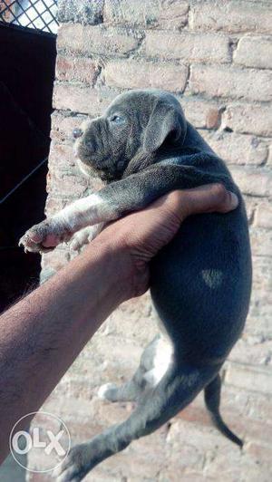 Pitbull puppy all India delivery available
