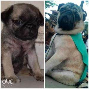 Pug puppy for sale KCI registered with champion