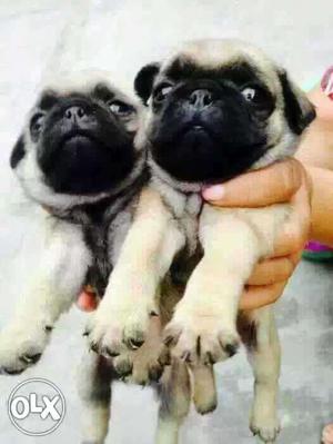 Pune:-- Pug" Boxer" Golden Retriver" All Puppeis