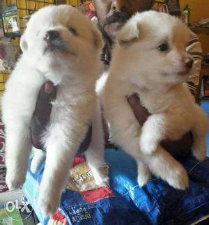 Pups for sale in Bangalore