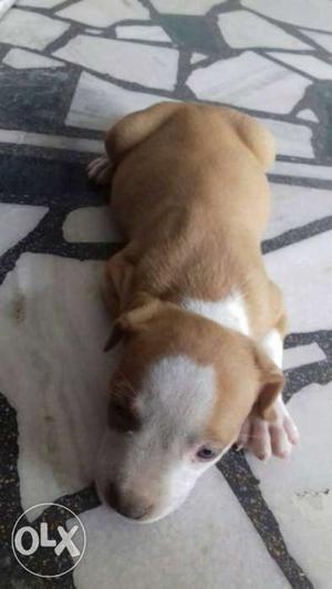Pure American Pit Bull Male in good condition