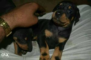 Pure bred Doberman pincher 2.5 months pups for