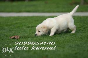 Quality Labrador Puppies Black / Cream & Golden