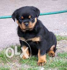 RAHUL CLINIC = ROTTWEILER male Healthy & Active for sell