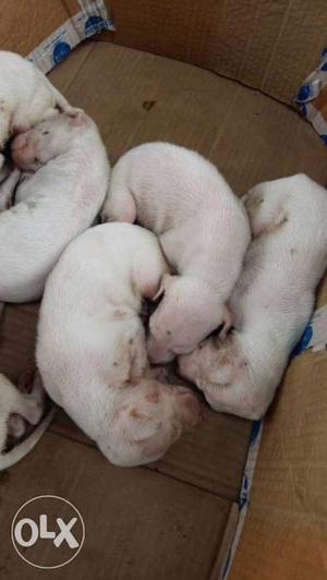 Rajapalayam male -  and female -  puppies