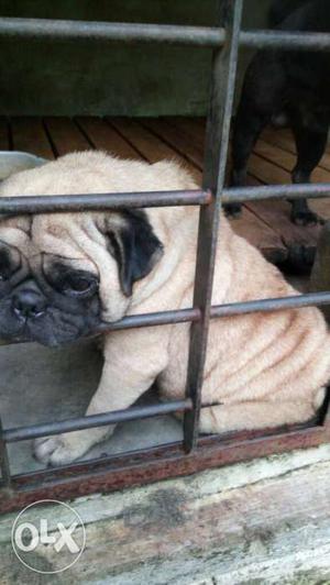 Ranny 3 pug sale 2 females + 1 male one is
