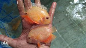 Red spot Severum...8 numbers... good colour