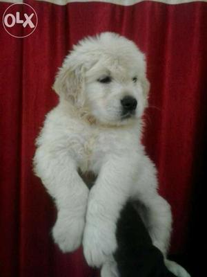 Retriver male and female puppies available