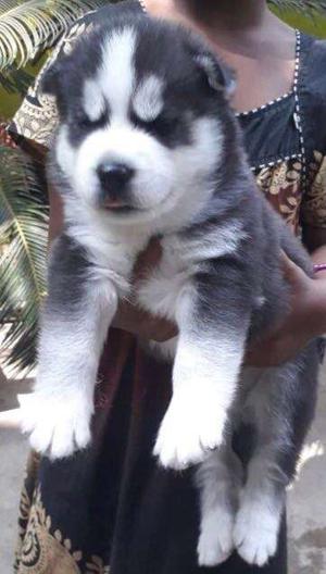Rottvilla kennels offering adorable husky puppies