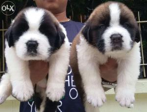 Rottvilla kennels offering show quality st.bernard pup in