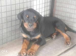 Rottweiler Puppies available champion line