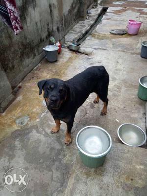 Rottweiler female looking for good home