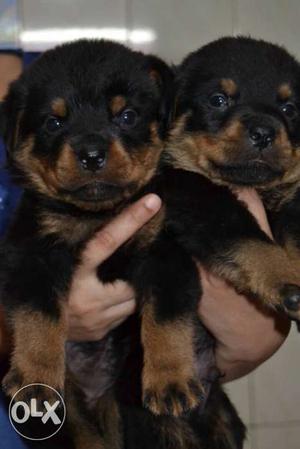 Rottweiler top quality havey Born pappy