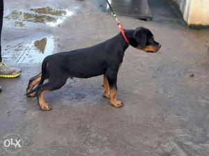 Rottweilers male 90 day available