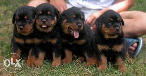 Rottweiller Puppy