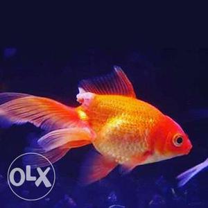 School Of Black And Orange Aquarium Fishes