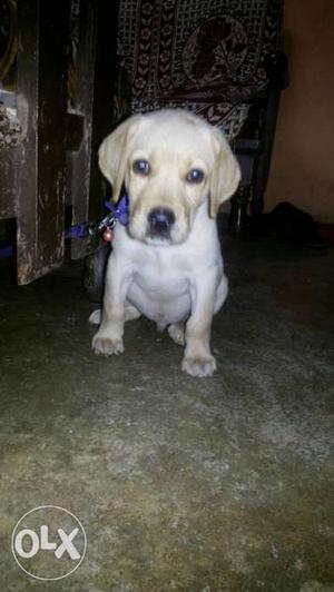 Sell cream, white shade lebrador male, 2 month old