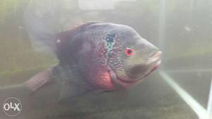 Sell my male flowerhorn fish 9 inch