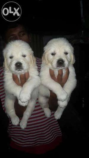 Show quality Retriver puppies available