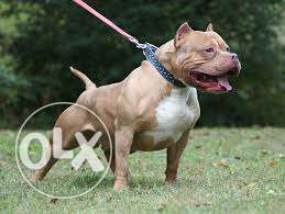 Show quality am bully and pitbull male and female puppy