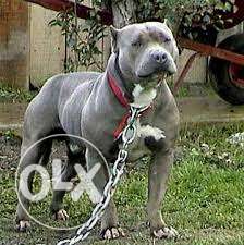 Show quality am bully and pitbull male and female puppy one