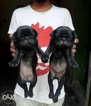 Show quality black pug puppies for sale