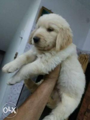Show quality golden retriever puppy available 40