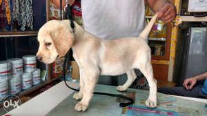Show quality lab 70 days for sale