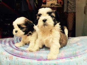 Show quality lasa apso puppies available