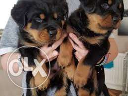 Show quality & pure bread rottweiler female pups for sell