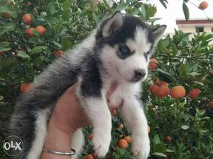 Siberian husky male pup available