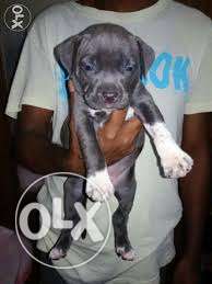 Strong breed pocket size pitbull and american bully