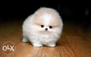 The Teacup Pomeranian: Does It Exist And, If So,